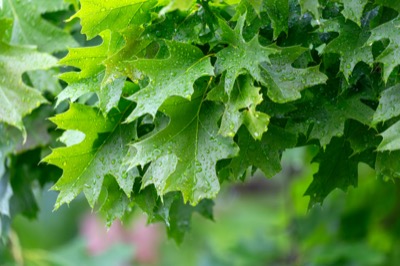 Forest Leaves and Rain Drops