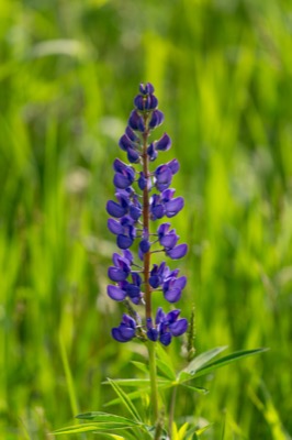Lupine Flower Blooming