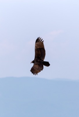 Bird in Flight