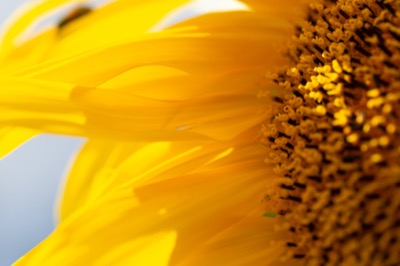 Bright Sunflower Texture