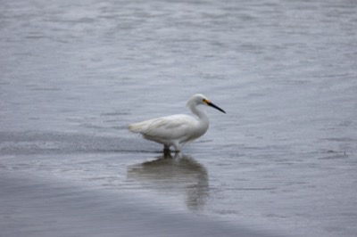 Crane Bird