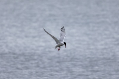 Ocean Bird Flying
