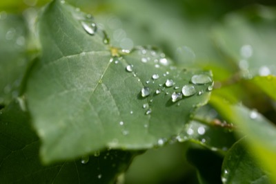 Dew on Leaves
