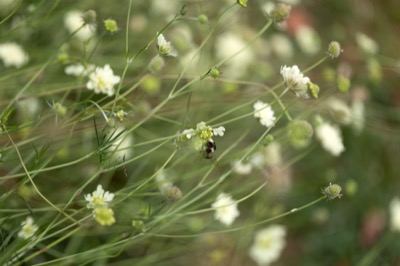 Beautiful Flowers and Bees