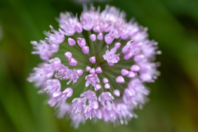 Beautiful Purple Flower