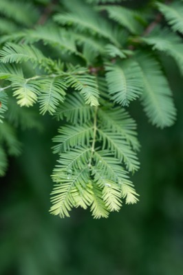 Green Tree Branch