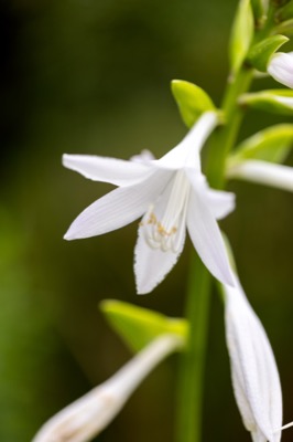 Simple Flower