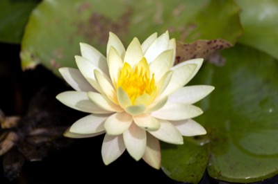 Lotus Flower