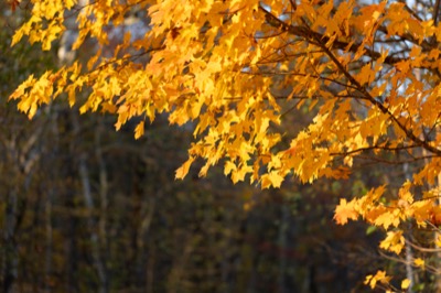 Autumn Maple Tree