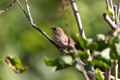 Bird Calling From a Tree