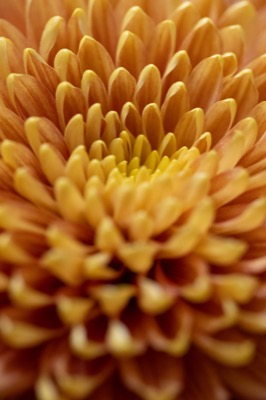 Orange Mum Flower Macro