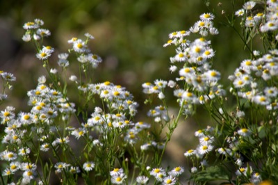 Bokeh Wild Flowers