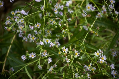 Delicate Wild Flowers