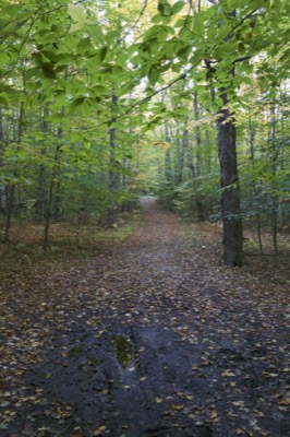 Hiking in the Woods