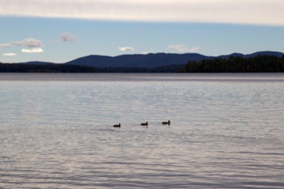 Three Ducks in a Row