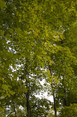 Trees with Leaves