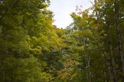 Looking Through the Treetops