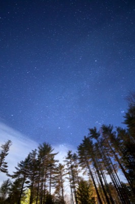 Tall Trees Under a Night Sky