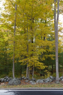 Stonewall and Fall Trees at the Edge of a Road