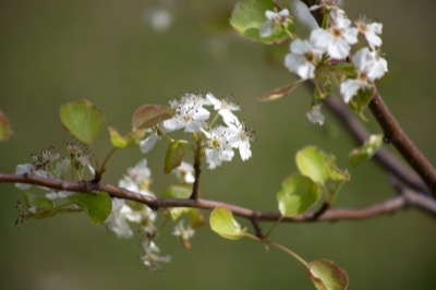 Flowering Tree Branch