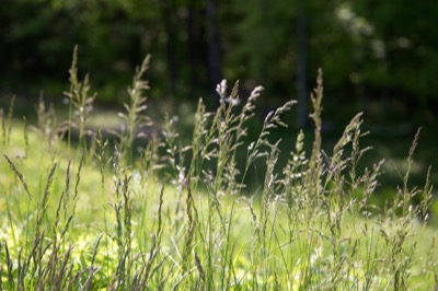 Bokeh Grass