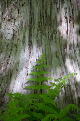 Ferns and Shadows