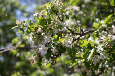 Blooms Going By