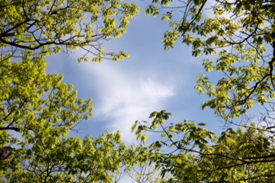 Tree Branches Framing Sky