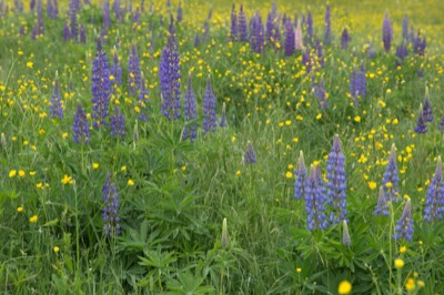 Field of Lupine and Wild Flowers