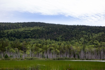 Looking Across a Marshy Pond