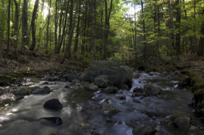 Peaceful Stream in the Forest