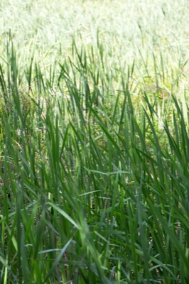 Tall Grass