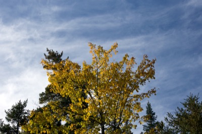 Fall Day