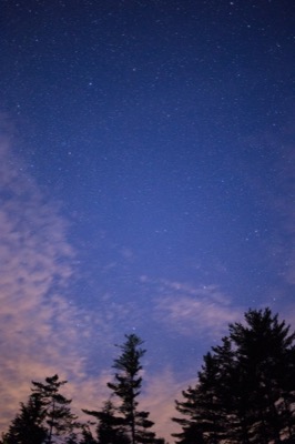 Treetops at Twilight