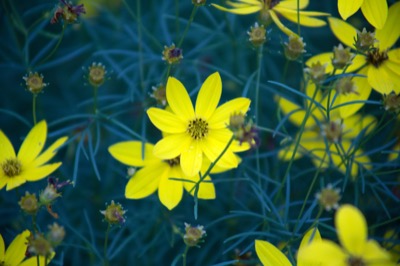 Small Yellow Flowers