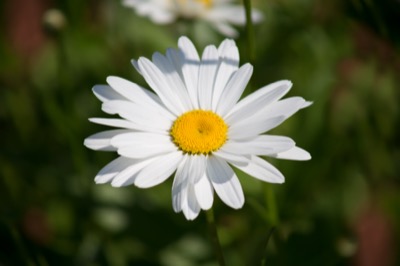 Single Daisy