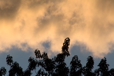 Silhouetted Branches Against Warm Sky