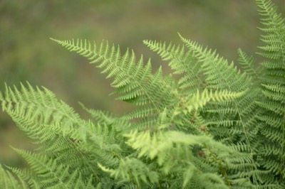 Ferns on a Humid Day