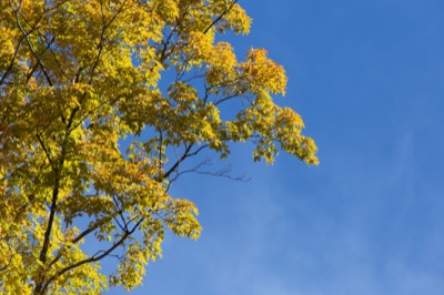 Fall Tree Against Blue Sky