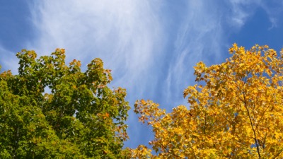 Autumn Foliage and Wispy Clouds