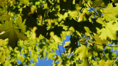 Autumn Maple Leaves in the Wind