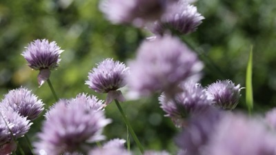 Beautiful Garden Chives