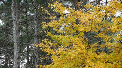 Falling Leaves Swaying Trees