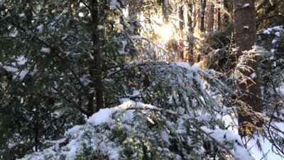 Fresh Winter Snow on Trees
