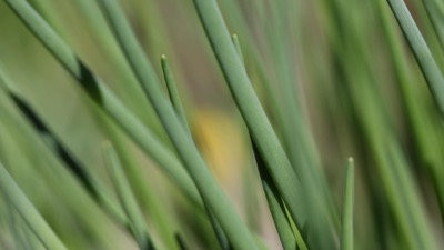 Garden Herbs