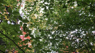 Glowing Birch Tree Leaves