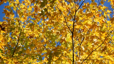Golden Maple Tree Breeze