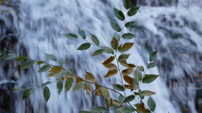Leaves Dancing Waterfall