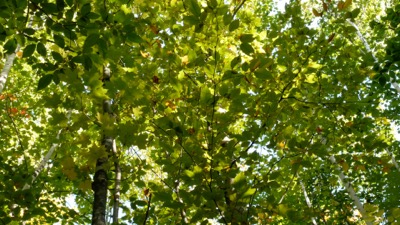 Lush Forest Foliage