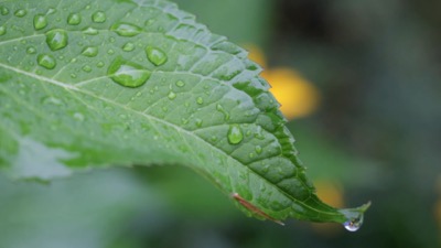 Rain Drops Leaf